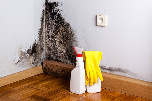 Best Black Mold Removal  in Harvey, MI